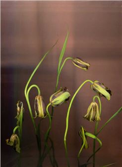 Charity Lot – Anna Skladmann (1986 Bremen – lebt in New York und Moskau - Anna Skladmann