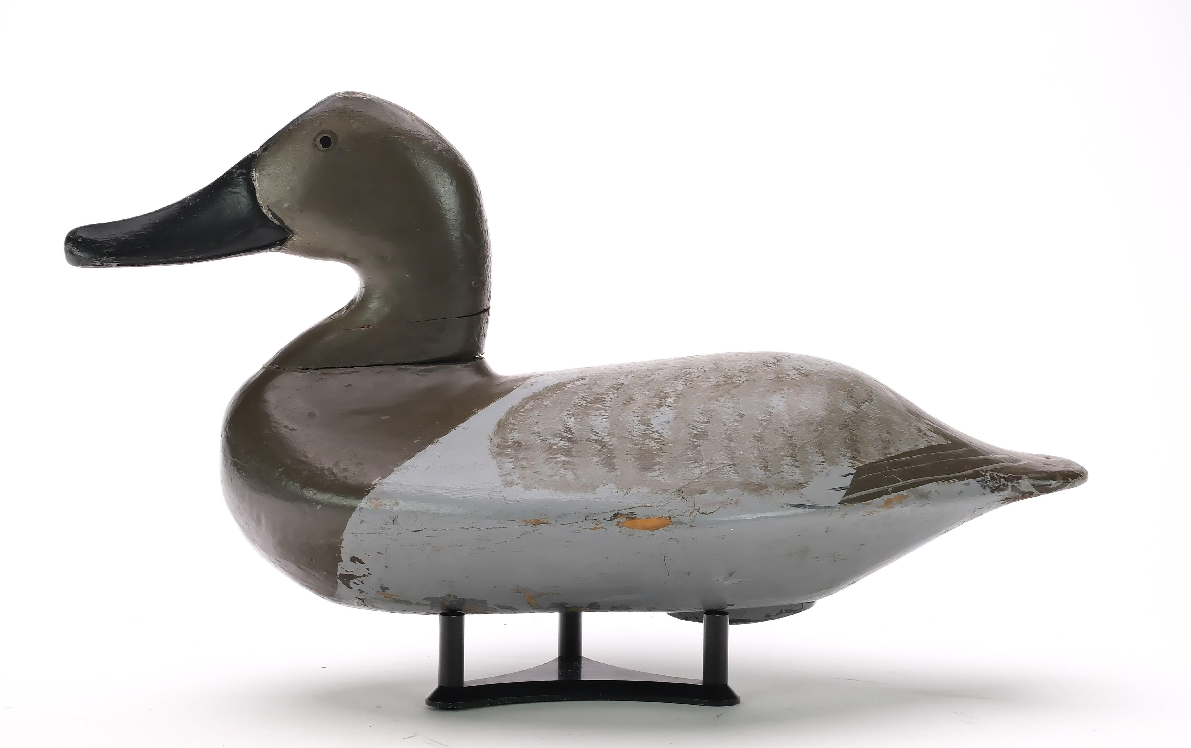 Artwork by William Heverin, Canvasback Hen