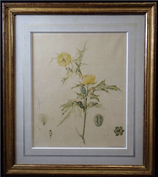 Etude de roses Dessin à l'aquarelle et encre - Cornelis van Hardenbergh