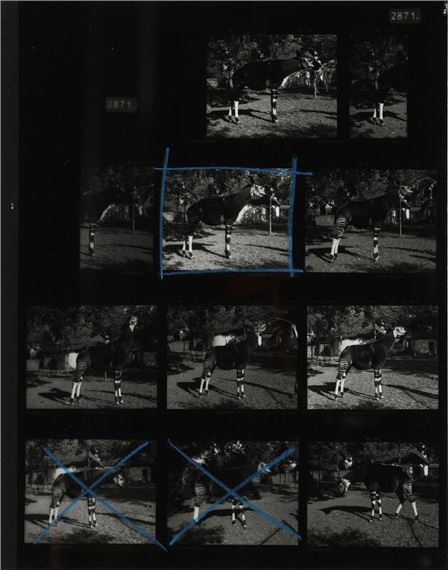 The Gold-toned Okapi / Test - Simon Starling