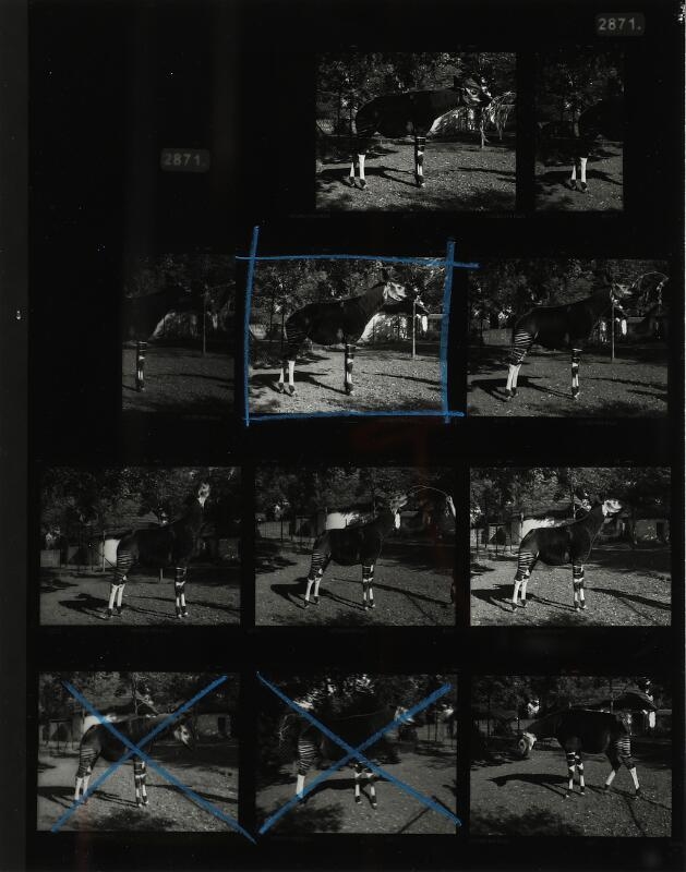 Artwork by Simon Starling, The Gold-toned Okapi / Test, Made of gelatin silver print on baryta paper