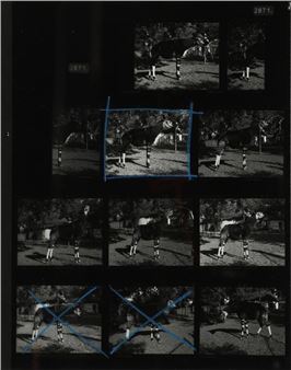 The Gold-toned Okapi / Test - Simon Starling