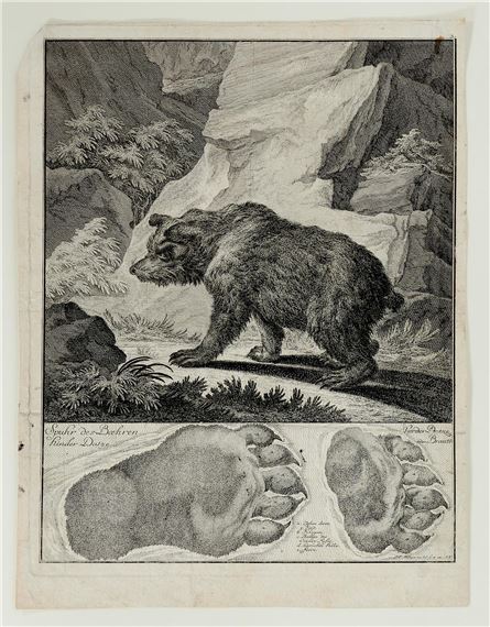 "Abbildung der Jagtbaren Thiere mit derselben angefügten Faehrten und Spuhren" by Johann Elias Ridinger, 1740