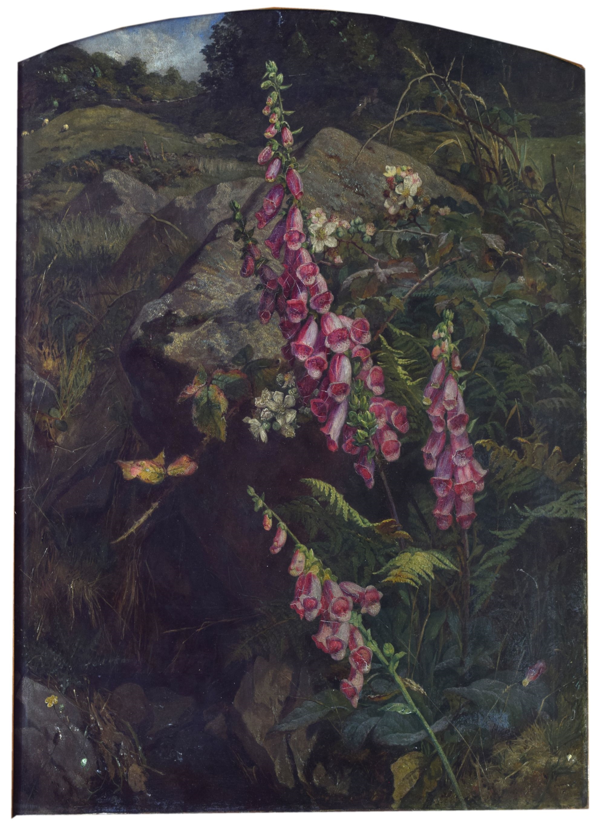Artwork by Martha Darlay Mutrie, Oil - Foxgloves and ferns in a landscape, Made of Oil on paper