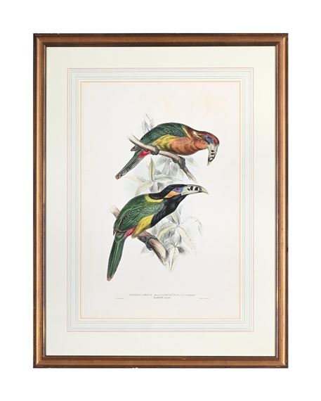 Edward Lear | AFTER EDWARD LEAR, THREE COLOURED LITHOGRAPHS OF PARROTS ...