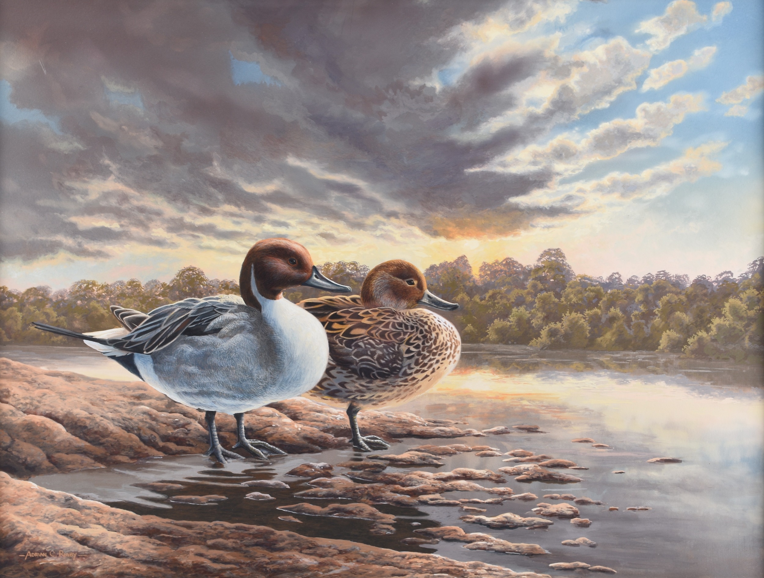 Adrian Rigby | Adrian Rigby (b.1962) Pintail Ducks | MutualArt