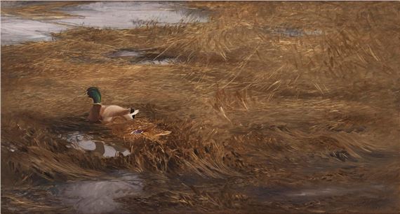 Mallards in the reeds