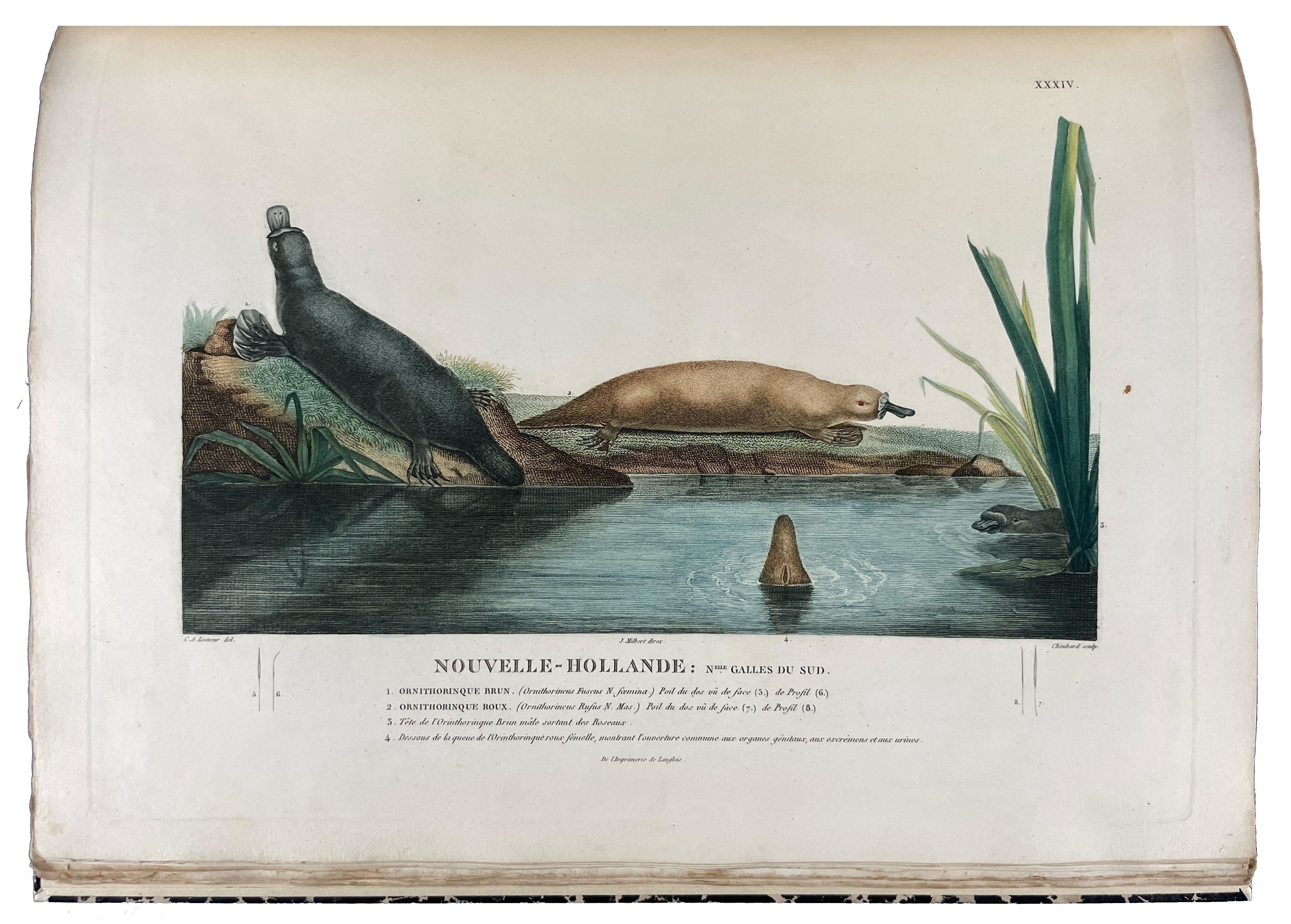 Artwork by Louis de Freycinet, François Péron, Nicholas Baudin, One of the most important early explorations of Australia, Made of engraved portrait
