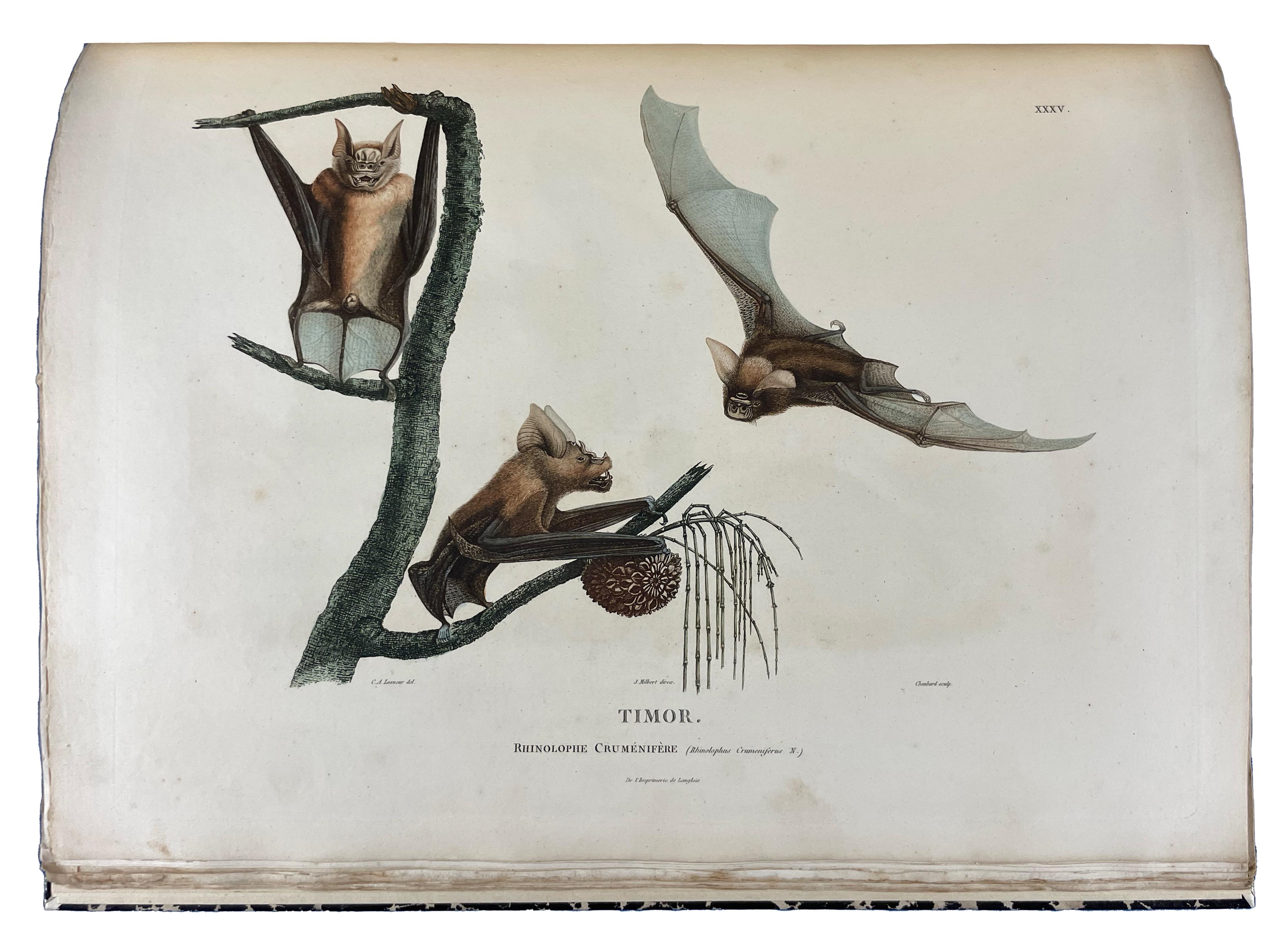 Artwork by Louis de Freycinet, François Péron, Nicholas Baudin, One of the most important early explorations of Australia, Made of engraved portrait