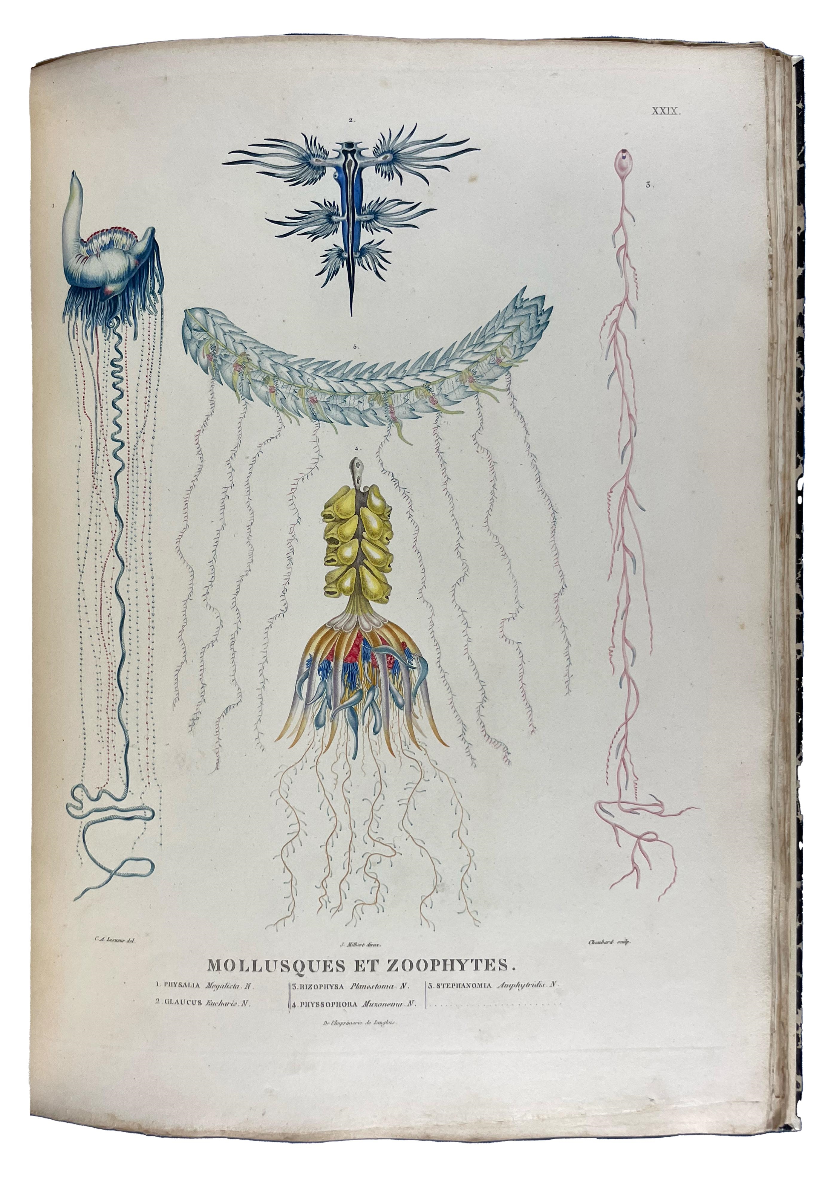 Artwork by Louis de Freycinet, François Péron, Nicholas Baudin, One of the most important early explorations of Australia, Made of engraved portrait
