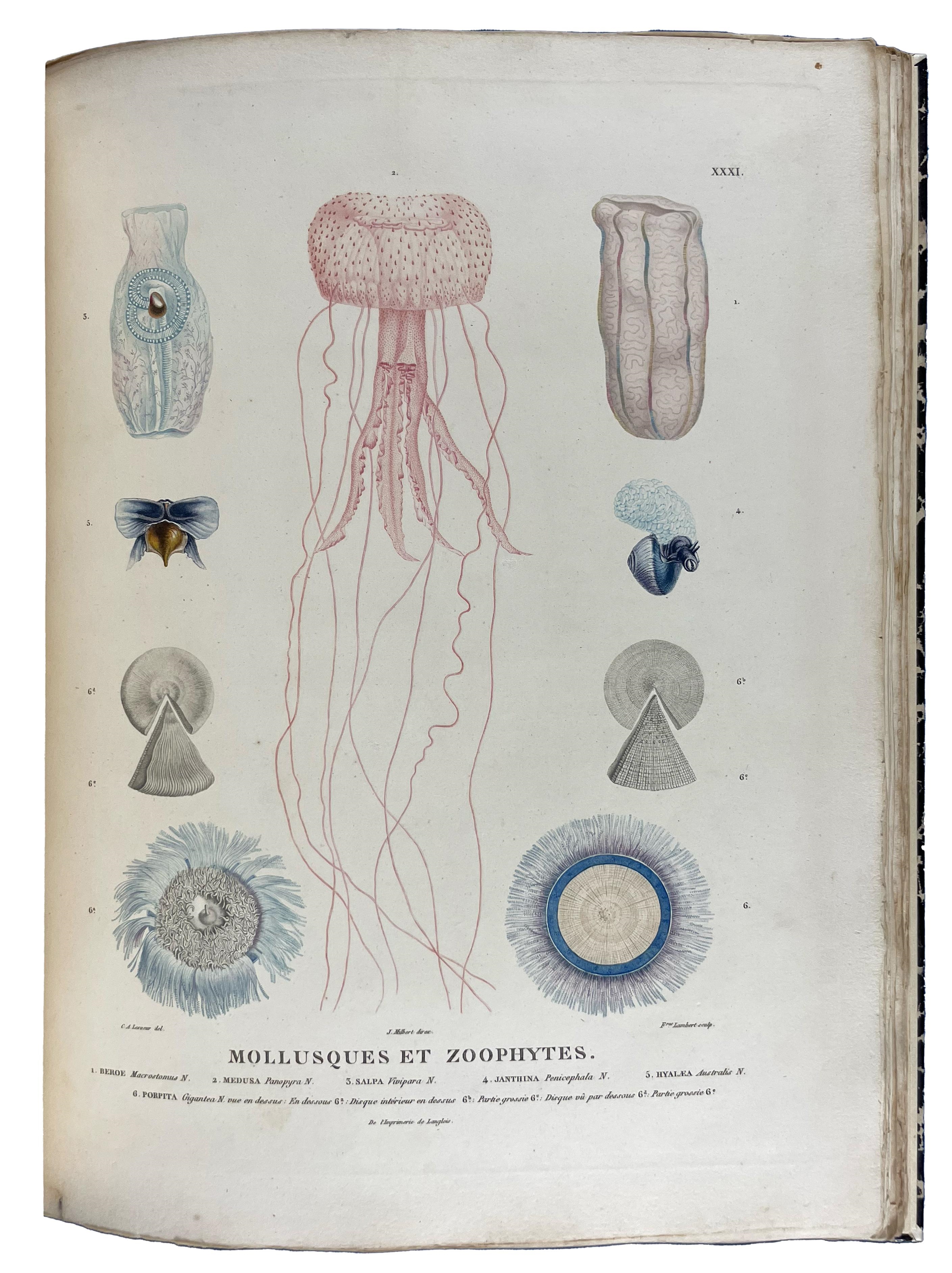 Artwork by Louis de Freycinet, François Péron, Nicholas Baudin, One of the most important early explorations of Australia, Made of engraved portrait
