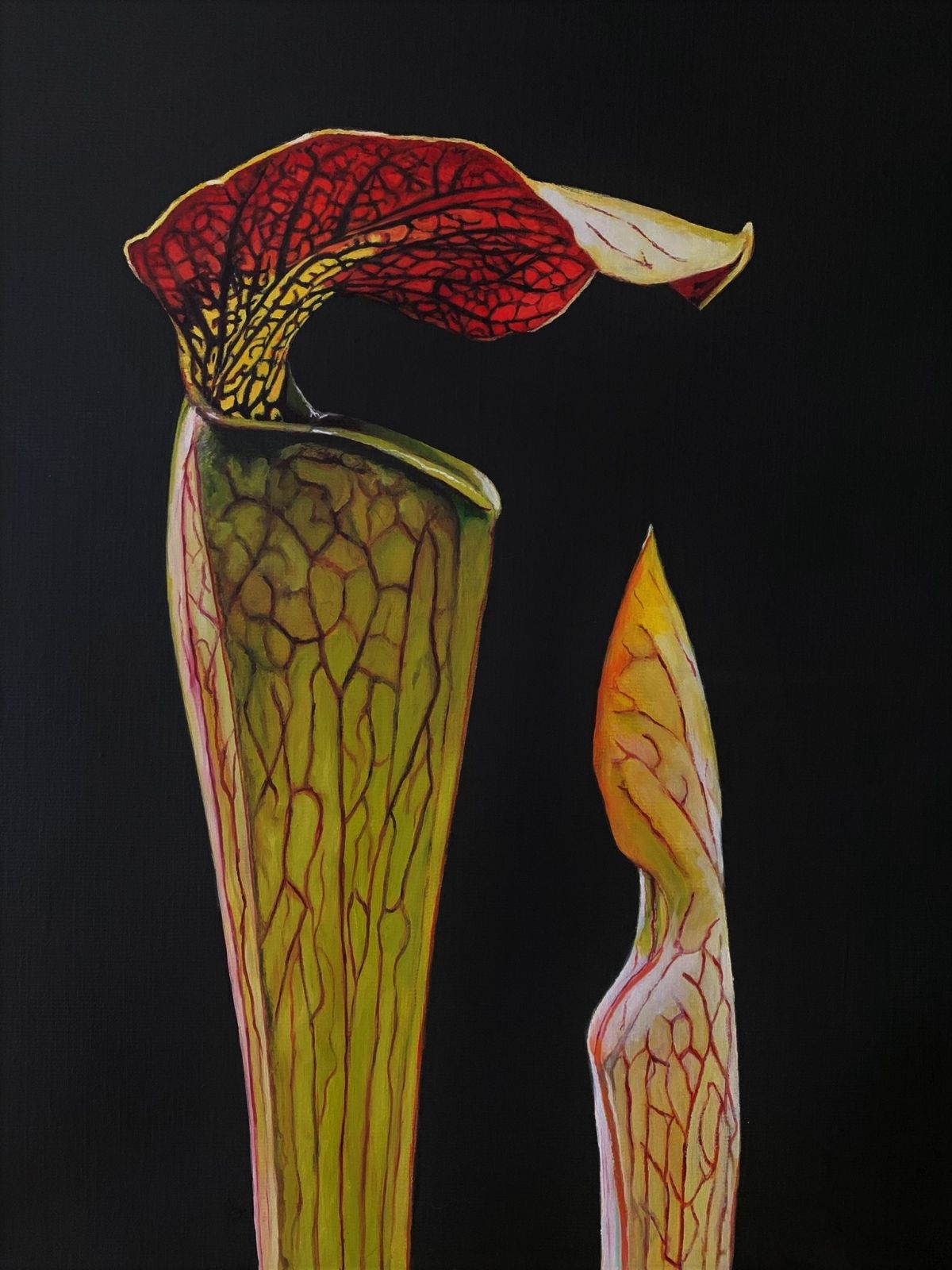 Artwork by Frances Leogue, Sarracenia (Pitcher Plant, TCD , Botanic Gardens, Made of Oil on Canvas
