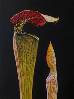 Sarracenia (Pitcher Plant, TCD , Botanic Gardens - Frances Leogue