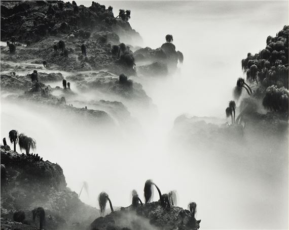 Sea Palms by Wynn Bullock, 1968