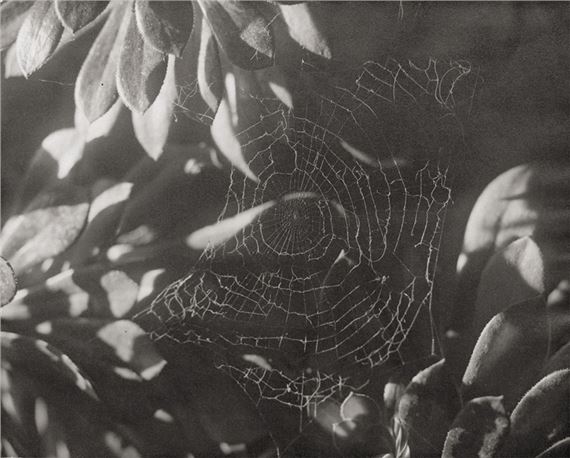 Spider web by Lou Landauer, 1945
