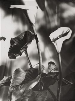 Calla lilies - Lou Landauer