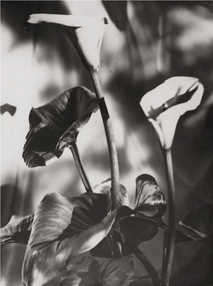 Calla lilies - Lou Landauer
