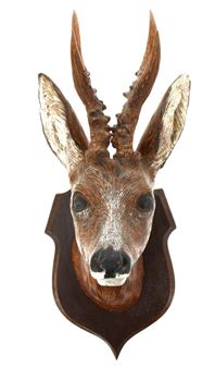 « Tête de chevreuil, trophée de chasse en trompe-l’oeil » - Herve Guéguéniat