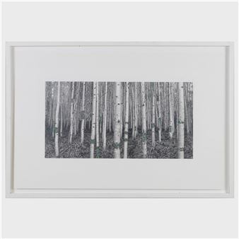 A framed photograph of a dense grove of slender tree trunks.