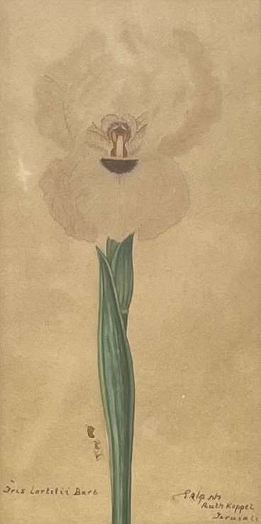 Artwork by Ruth Koppel, Iris, Made of Watercolor