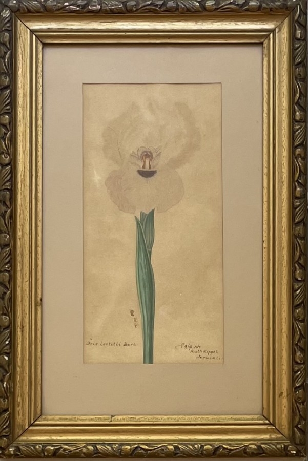 Artwork by Ruth Koppel, Iris, Made of Watercolor