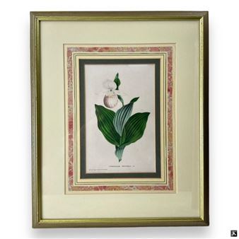 Antique Color Botanical Lithograph "Cypripedium - Van Houdt