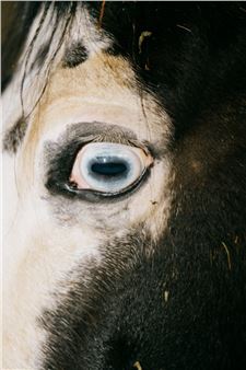 Urgent: Look at These Beautiful Photos of Beautiful Italian Horses