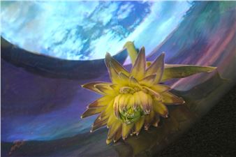 Cathy Leaycraft: Nature Portraits - Rehoboth Art League