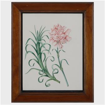 Malmaison Carnation - Brigid Edwards