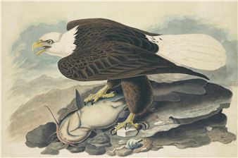 The Year of Flaco - New York Historical Society