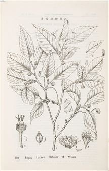 Icones Plantarum Omeiensium - Fang Wen