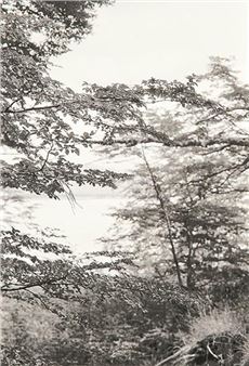 Parque Nacional Los glaciares. Ruta 40 ( Serie Salinas Grandes) - Fernando Maquieira