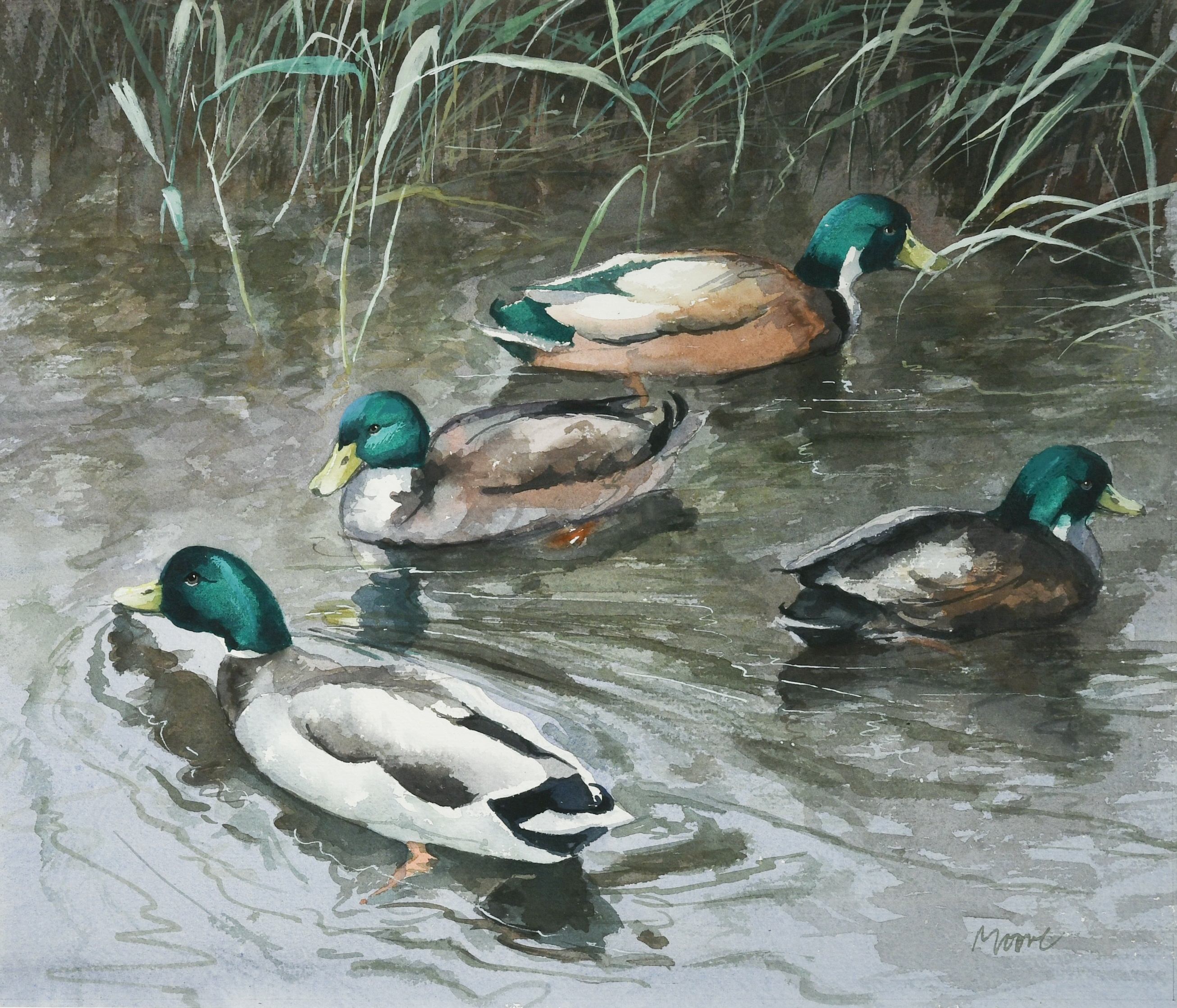 Artwork by Brian Moore, Duck study, Made of watercolour
