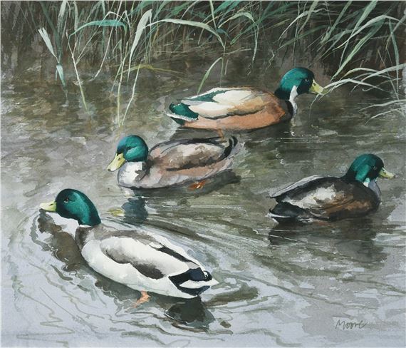 Duck study - Brian Moore