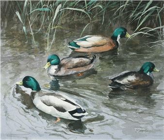 Duck study - Brian Moore