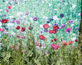Pao Houa Her: The Imaginative Landscape - San Jose Museum of Art