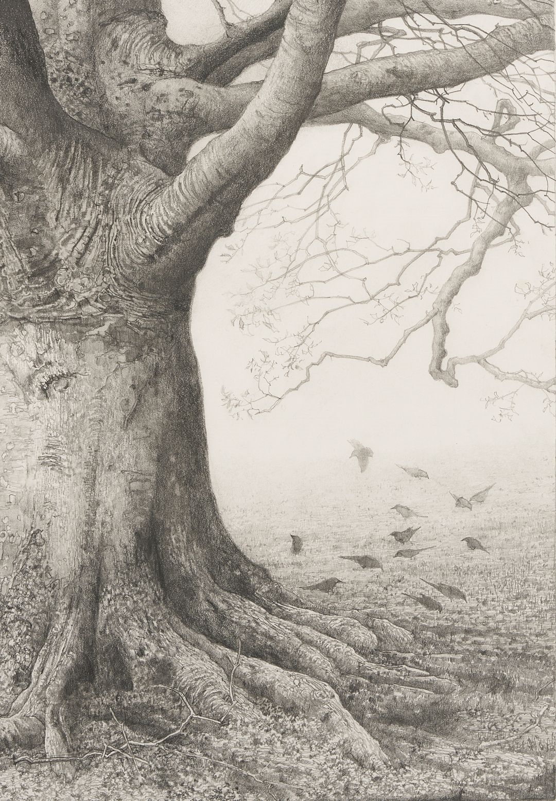 Charles Brindley | Charles Brindley Tree Portrait, Beech Tree at ...