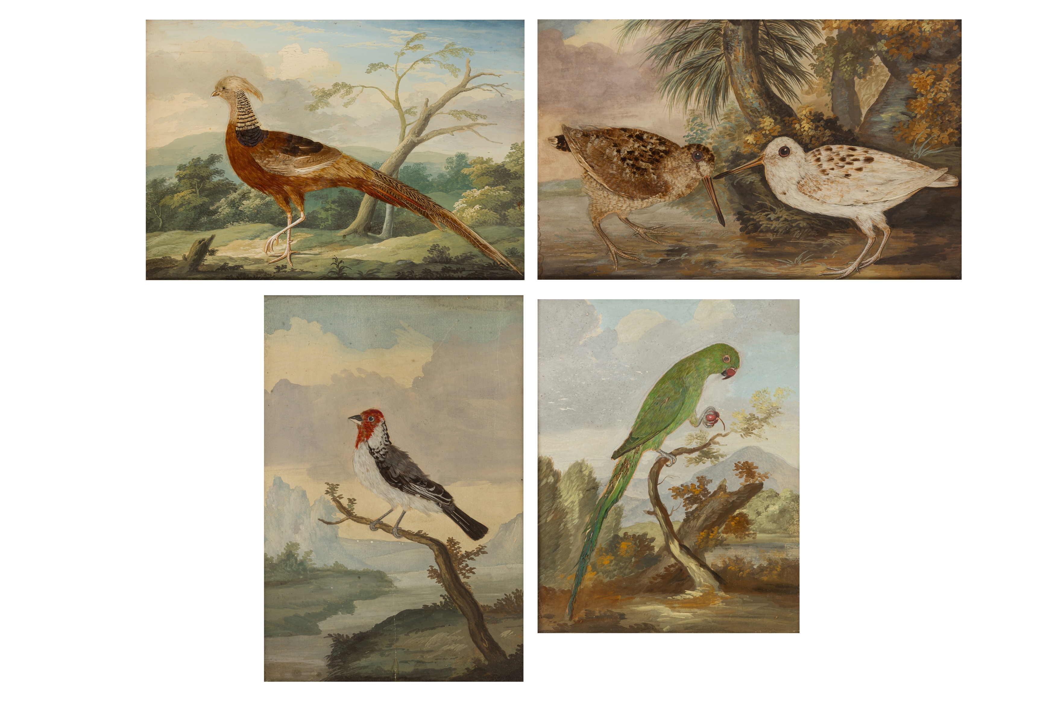 British School, 18th Century | Taxidermy pictures of various exotic ...