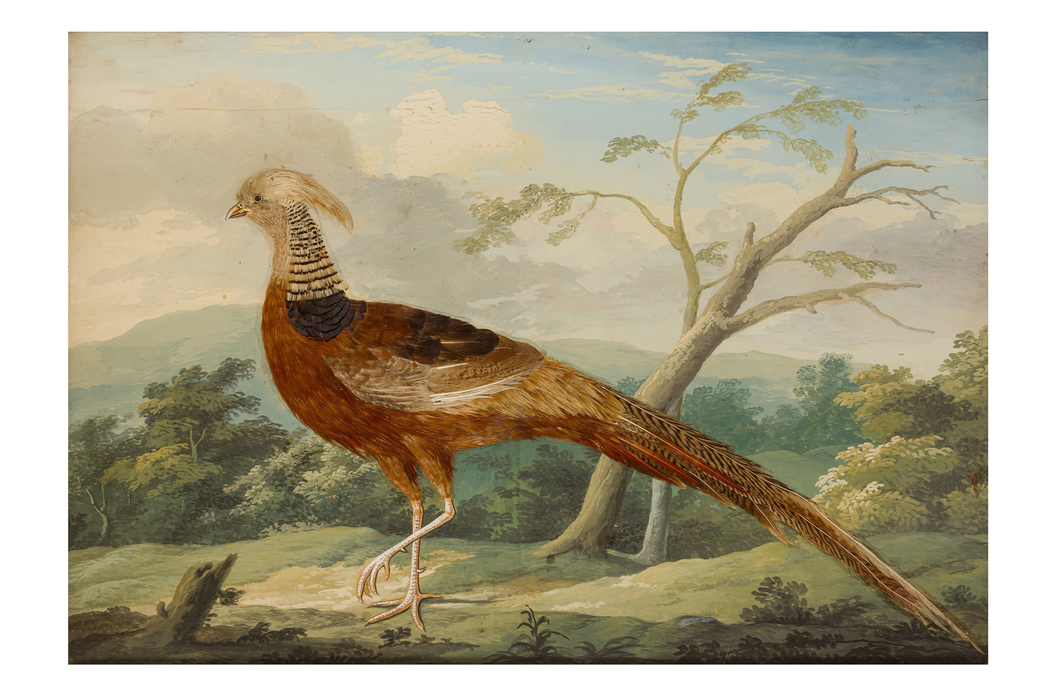 British School, 18th Century | Taxidermy pictures of various exotic ...