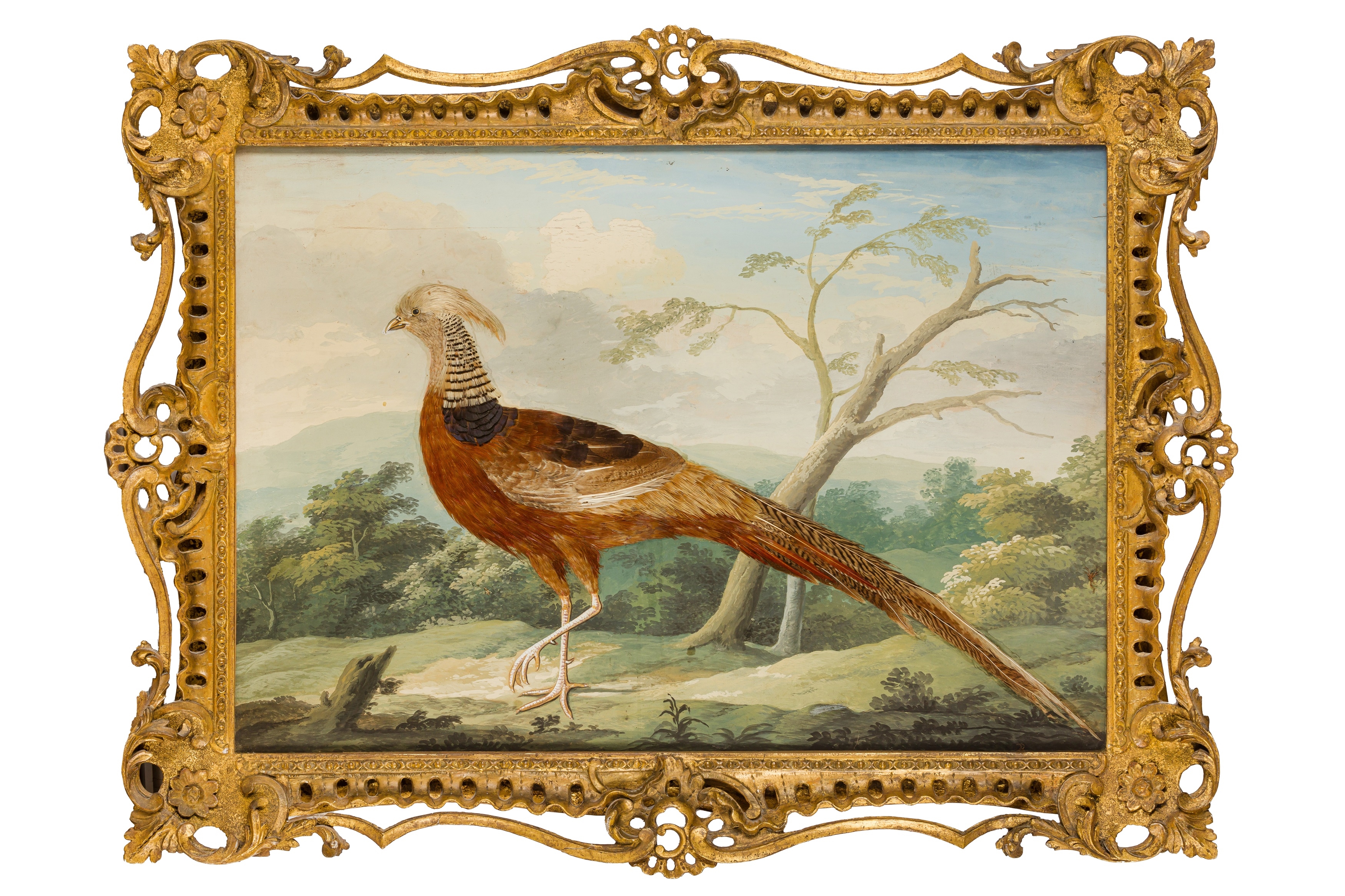 British School, 18th Century | Taxidermy pictures of various exotic ...