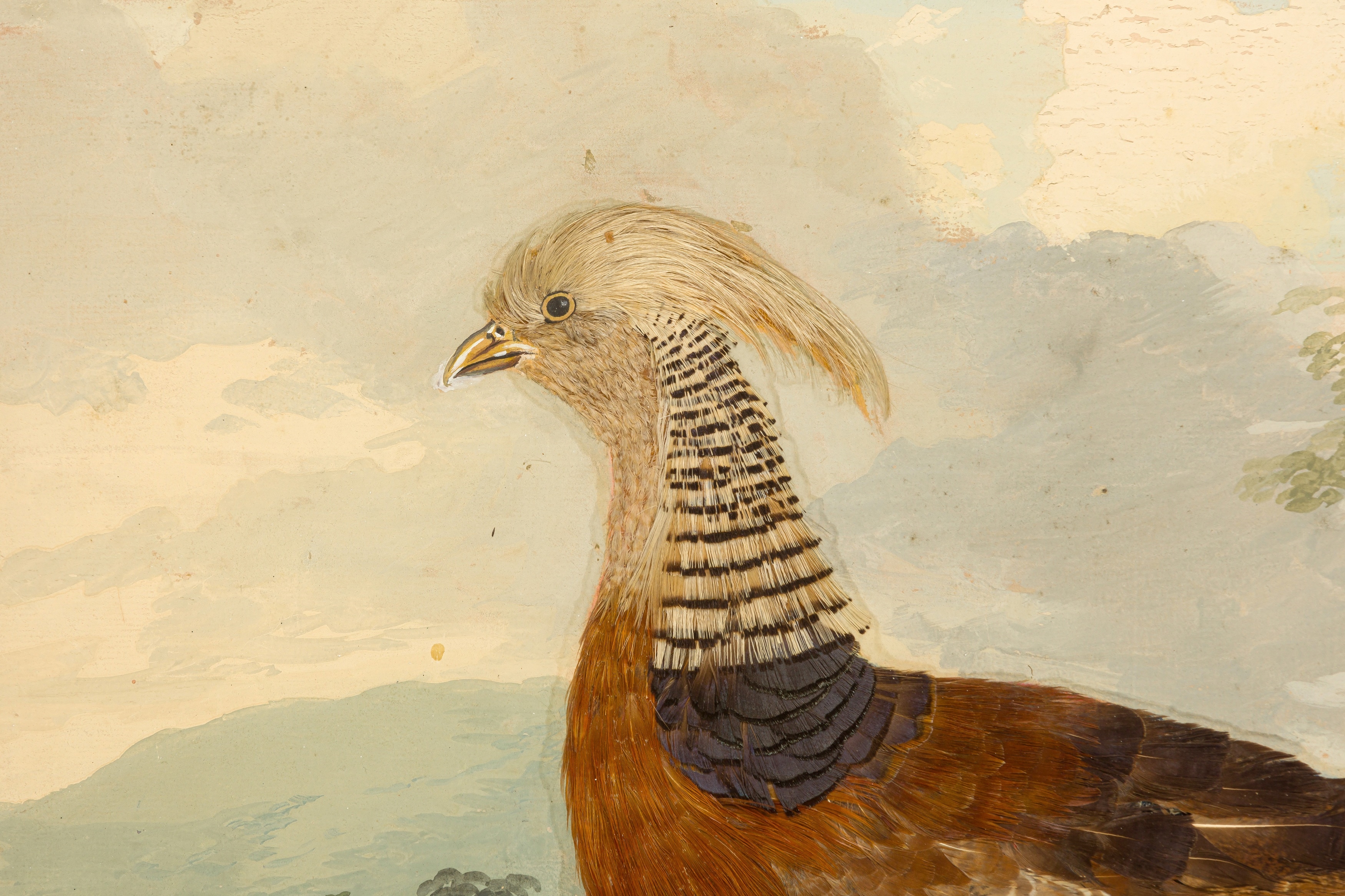 British School, 18th Century | Taxidermy pictures of various exotic ...