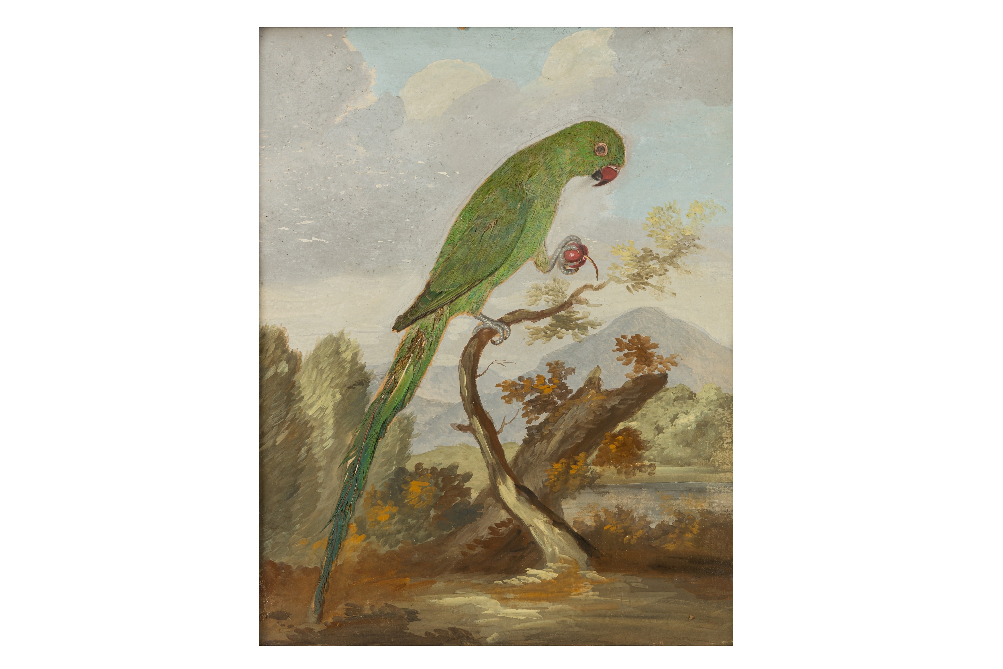 British School, 18th Century | Taxidermy pictures of various exotic ...