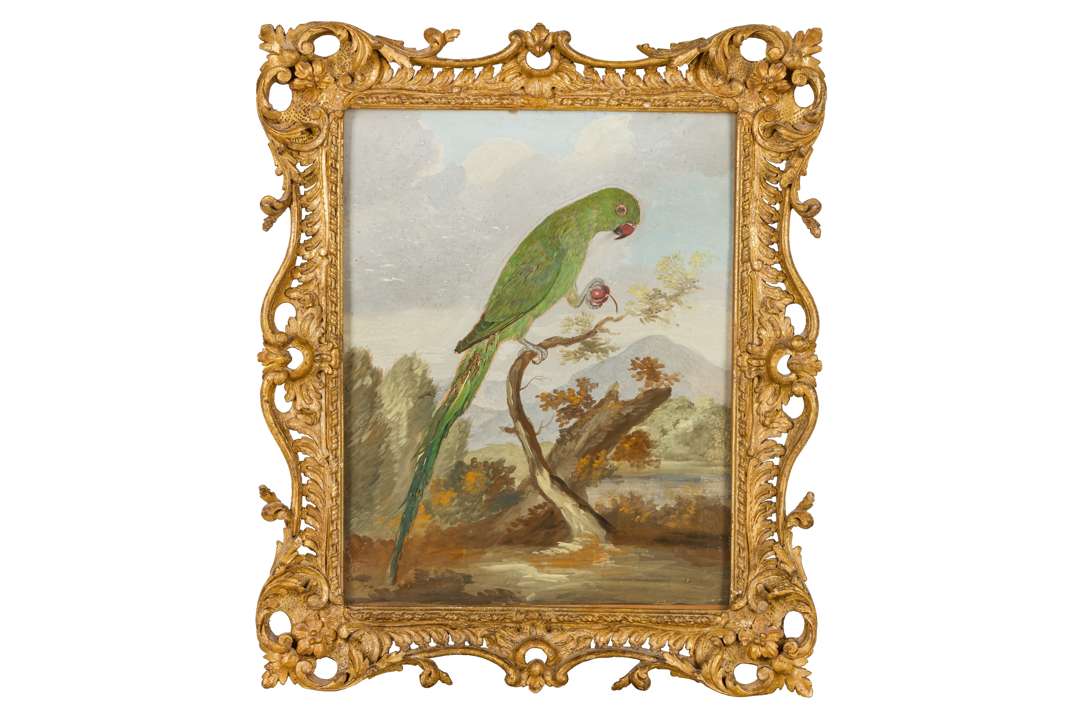 British School, 18th Century | Taxidermy pictures of various exotic ...