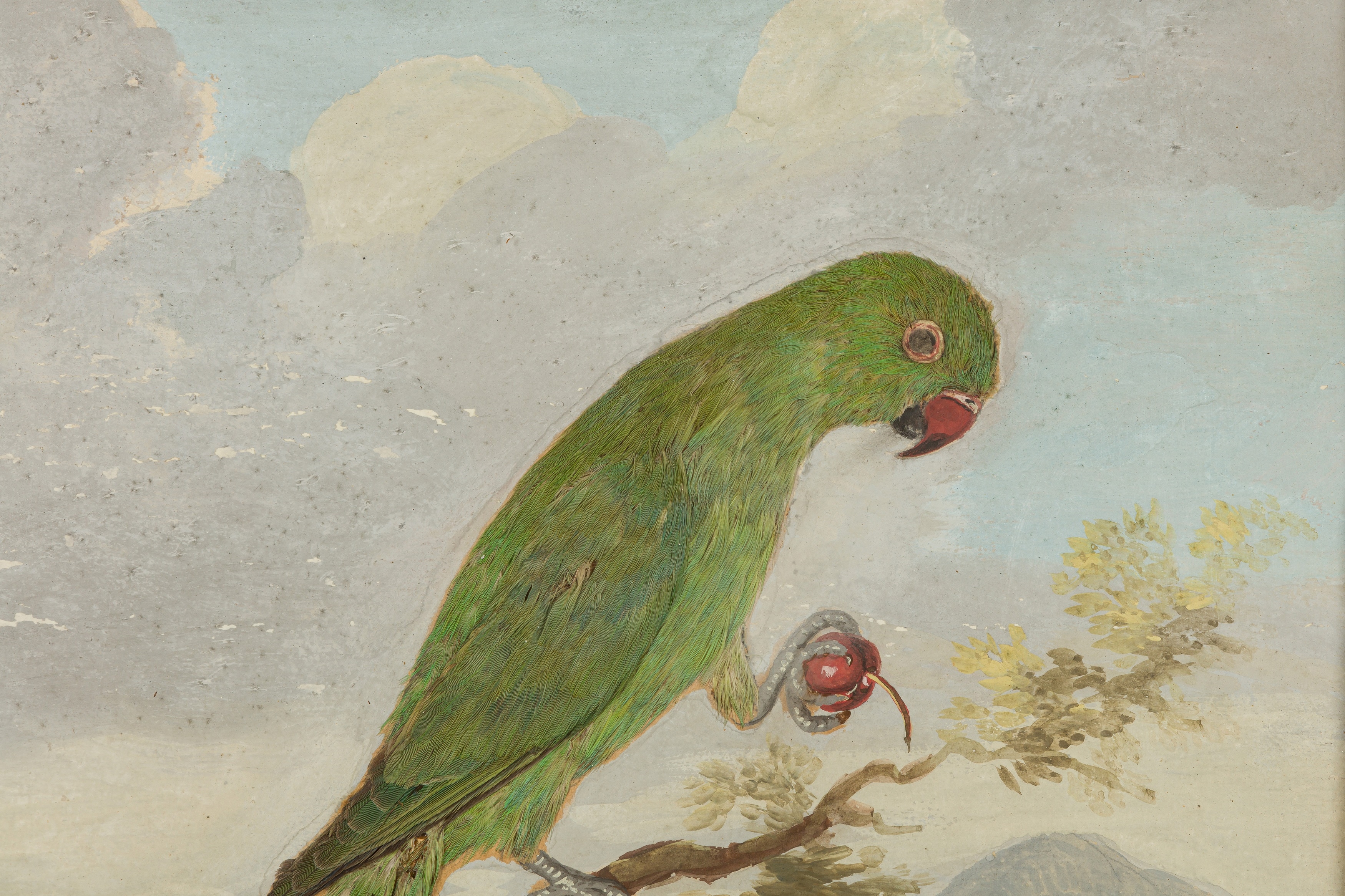 British School, 18th Century | Taxidermy pictures of various exotic ...