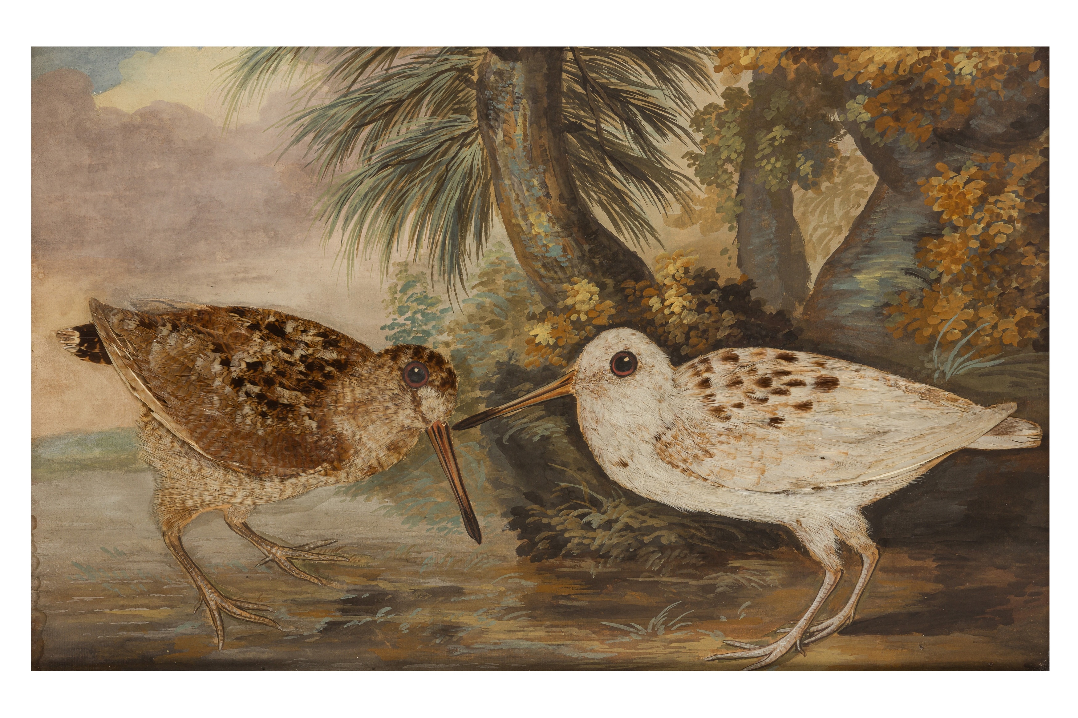 British School, 18th Century | Taxidermy pictures of various exotic ...