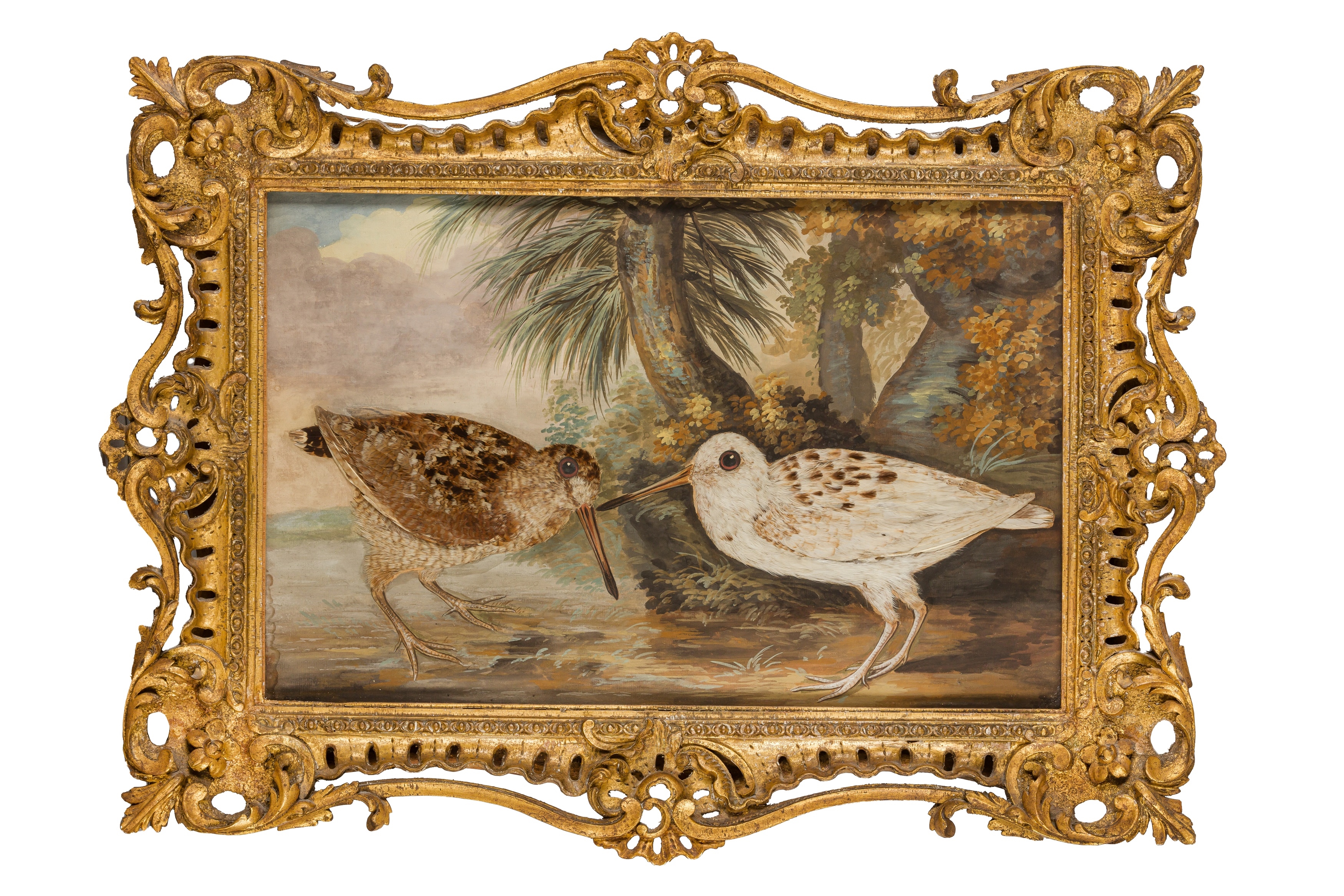British School, 18th Century | Taxidermy pictures of various exotic ...