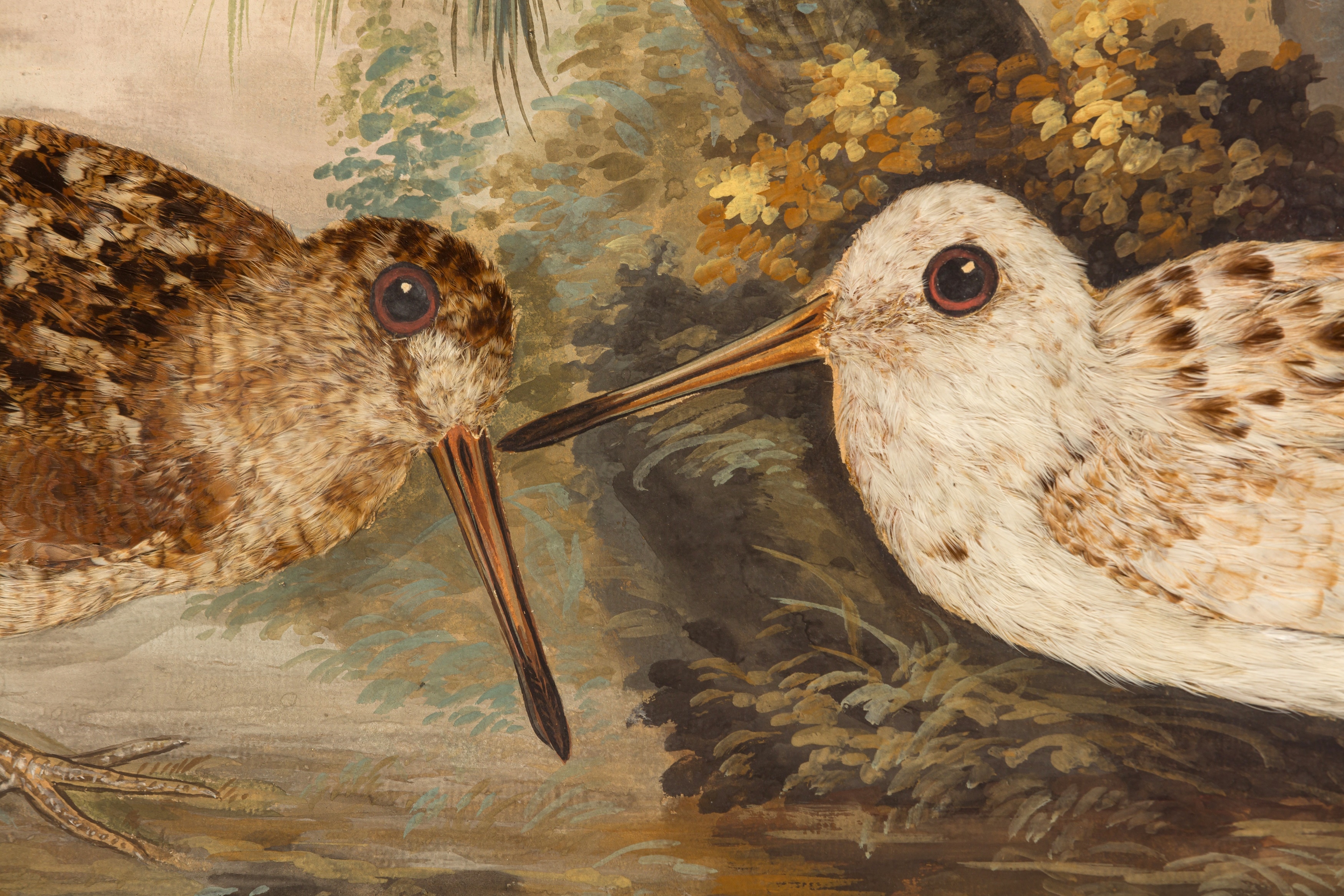 British School, 18th Century | Taxidermy pictures of various exotic ...
