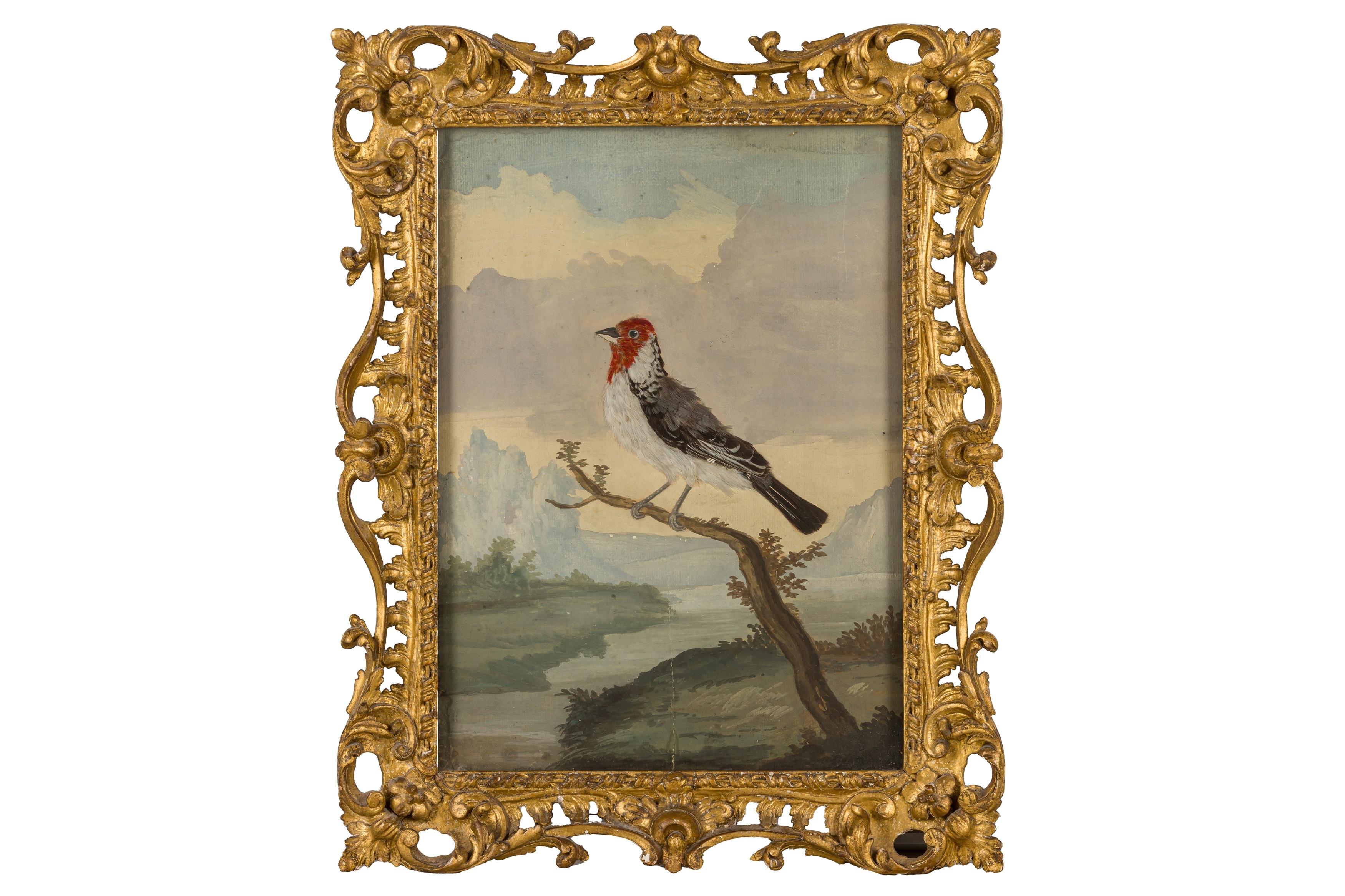 British School, 18th Century | Taxidermy pictures of various exotic ...