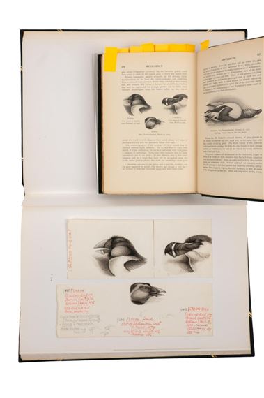 Forest sketch by Casimiro Sainz y Sainz