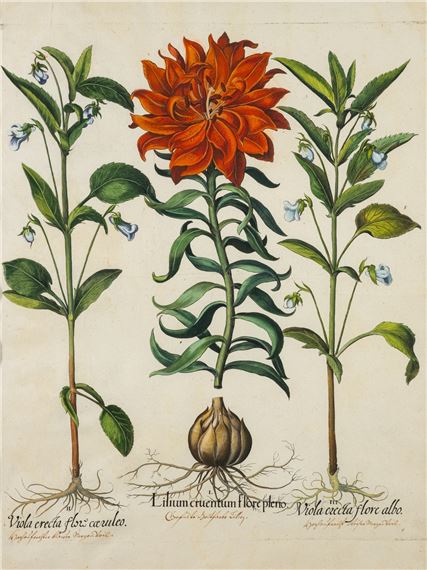 Lilium cruentum -
Engraving with later hand-colouring by Basilius Besler, 1613